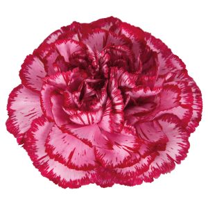 OEILLET BACCARAT PURPLE  70